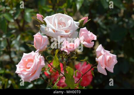 Rose glücklichen Ruhestand Stockfoto