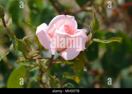 Rose glücklichen Ruhestand Stockfoto