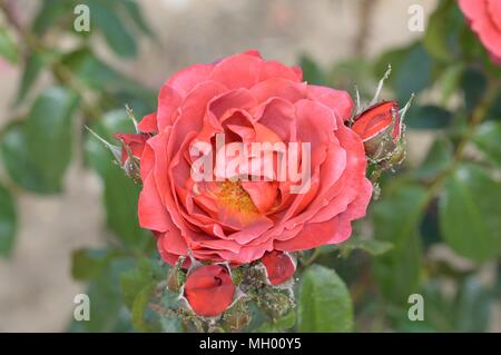 Rose glücklichen Ruhestand Stockfoto