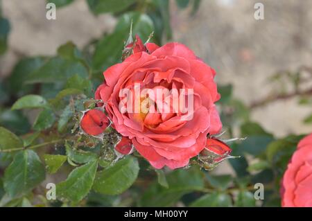 Rose glücklichen Ruhestand Stockfoto