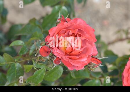 Rose glücklichen Ruhestand Stockfoto