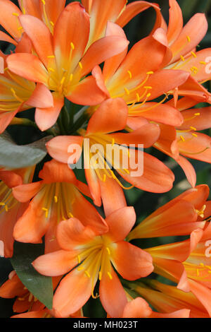 Die beautiuful helle orange Blumen von Clivia miniata auch als Natal Lily, Bush Lilie oder Kaffir Lily bekannt. Stockfoto