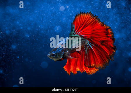Bekämpfung der Fisch Rot Blau hellen Hintergrund mit Bokeh Stockfoto