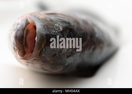 Frische rohe ganze Wolfsbarsch Fisch Stockfoto