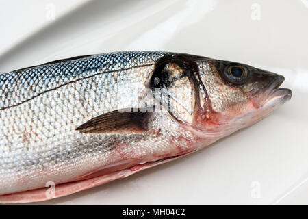 Frische rohe ganze Wolfsbarsch Fisch Stockfoto