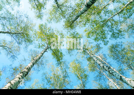 Feder Birken mit grünen Blättern gegen den Hintergrund des blauen Himmels, bis anzeigen. Sonnigen Tag im Frühling Wald Stockfoto