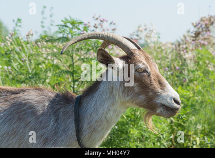 Portrait von dunkelbraun Ziege weiden auf der grünen Wiese im Sommer Tag Stockfoto