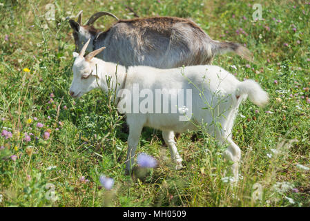 Zwei Ziegen, dunkelbraun und weiß, Beweidung auf die grüne Wiese, die am Sommer, Tag Stockfoto