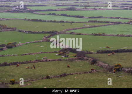 Ein Feld System im Einsatz mit steinernen Trockenmauern walling in der Landschaft auf der Cornish Kosten in Cornwall. Felder und die Landschaftspflege durch die Landwirte. Stockfoto