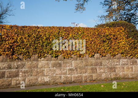 Buche hedge ‎Fagus sylvatica seinen frühen Herbst Farben als Ostindischen zu einem Englischen Garten oberhalb einer Wand anzeigen Stockfoto