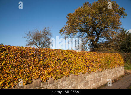 Buche hedge ‎Fagus sylvatica seinen frühen Herbst Farben als Ostindischen zu einem Englischen Garten oberhalb einer Wand anzeigen Stockfoto