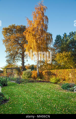 Englisch Land Garten im Herbst mit Silber ‎Betula pendula Birke Buche hedge ‎Fagus sylvatica und Stieleiche Quercus robur Stockfoto