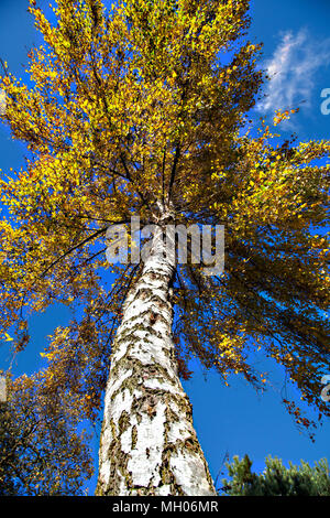 Silver Birch tree ‎Betula pendula in seinen goldenen herbstlichen Farben des Herbstes vor blauem Himmel von unten gesehen Stockfoto