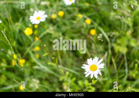 London, Vereinigtes Königreich - Juni 5th, 2015: ein Nest von Grünpflanzen und Wildblumen mit Daisy in voller Blüte. Stockfoto