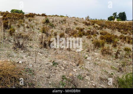 Natur von Ugarit, einer alten Hafenstadt an der östlichen Mittelmeer am Ras Shamra Landspitze, rund 11 Kilometer nördlich von Latakia in Nordsyrien n Stockfoto