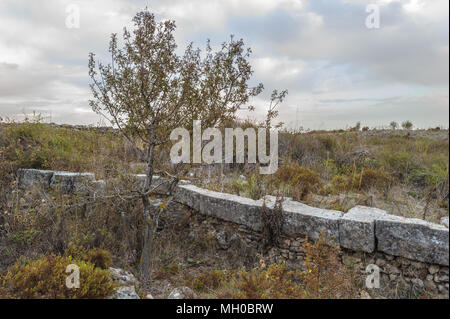 Natur von Ugarit, einer alten Hafenstadt an der östlichen Mittelmeer am Ras Shamra Landspitze, rund 11 Kilometer nördlich von Latakia in Nordsyrien n Stockfoto