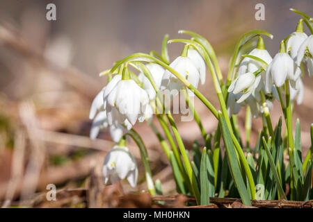 Nahaufnahme der snowdrop Blumen im Frühjahr in einem Wald wächst Stockfoto