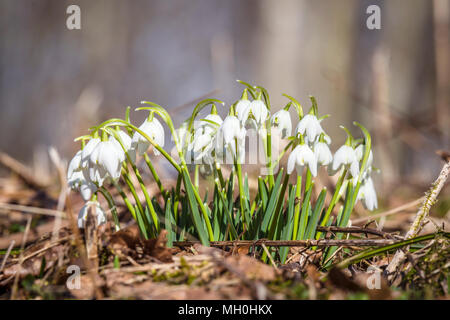 Gruppe von Schneeglöckchen in einem Wald im Frühjahr mit verwelkte Blätter auf dem Boden Stockfoto