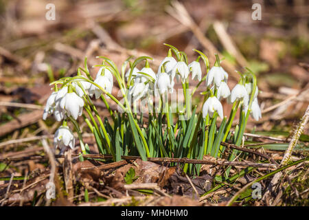 Snowdrop Blumen im Wald im Frühling in frischen Farben Stockfoto