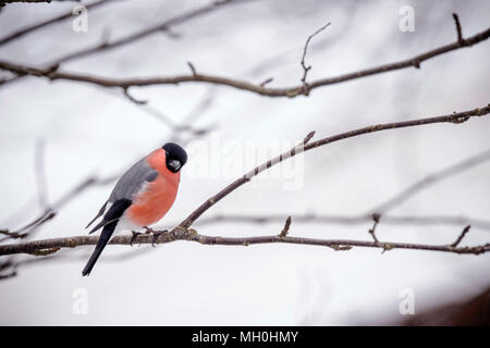 Eurasischen Dompfaff in schönen Farben in einem Baum im Winter Stockfoto