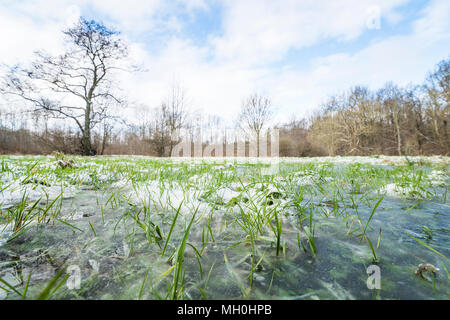 Gefrorene grüne Gras in einer Pfütze im Winter auf der Wiese Stockfoto