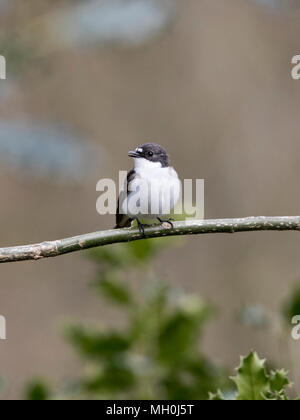 Pied, Ficedula 'So Sweet, in einem Wald, Mid Wales Stockfoto