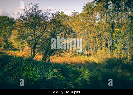 Deer walking in einigen hohen Gras im Herbst Sonne in einem Park mit Bäumen Stockfoto