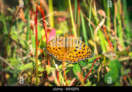 Hohe braun Fritillaryschmetterling in der grünen Natur mit offenen Orange Wings Stockfoto