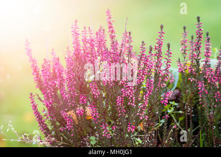 Erica Anlage mit wunderschönen violetten Farben auf einem grünen Hintergrund Stockfoto