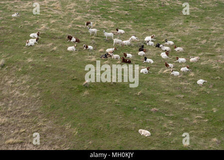 Wachhunde mit einer Herde von Ziegen auf einem Bauernhof im Südosten Washingtons. Stockfoto