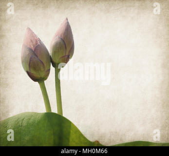Seerose auf strukturiertem Grunge Hintergrund Stockfoto