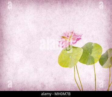 Seerose auf strukturiertem Grunge Hintergrund Stockfoto