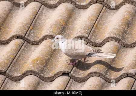 Vogel, Eurasian collared Dove, Streptopelia decaocto, Wandern auf Dachziegeln, Santpedor, Katalonien, Spanien Stockfoto