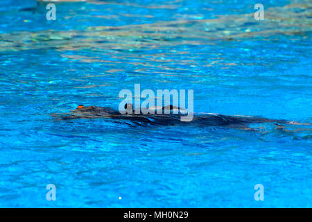 Taucher Waschbecken im Pool. Der Lehrer lehrt die Schüler die Regeln und die Lektion des Tauchens. Reisen, Wassersport in der open air, Tauchkurse. Stockfoto