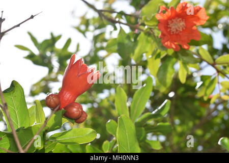 Granatapfel Krone, Knospen und Blüten Stockfoto