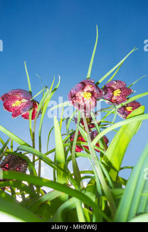 Fritillary (Fritillaria meleagris) auch als Schlangen Kopf bekannt. gegen den blauen Himmel. Stockfoto