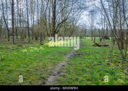 Ein Teppich von Cowslips (Primula Veris) wächst in einem Naturschutzgebiet in Herefordshire UK Landschaft. April 2018. Stockfoto