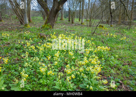 Ein Teppich von Cowslips (Primula Veris) wächst in einem Naturschutzgebiet in Herefordshire UK Landschaft. April 2018. Stockfoto