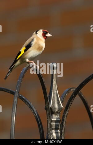 Europäische Stieglitz, Carduelis carduelis, ein Schmetterling (Tagfalter) aus der Familie der Finken, auf eine Zuführung thront. Großbritannien Stockfoto