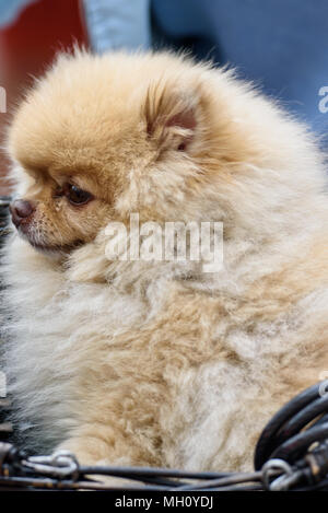 Orange pomerian Hund im Korb sitzen auf dem Fahrrad. Stockfoto