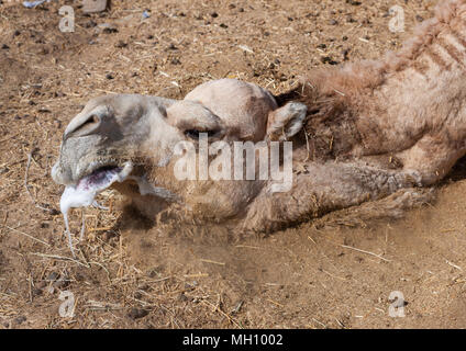 Kamel in einer Furche, Najran Provinz Najran, Saudi-Arabien Stockfoto