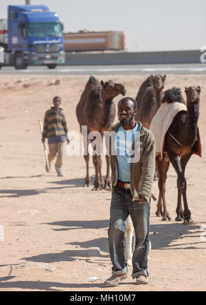 Mann mit Kamelen auf dem Markt, Riad, Riyadh, Saudi Arabien Stockfoto
