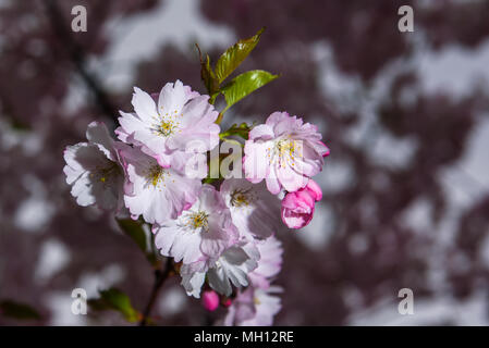 29.04.2018. Blüten im Sakura Baum. Stockfoto