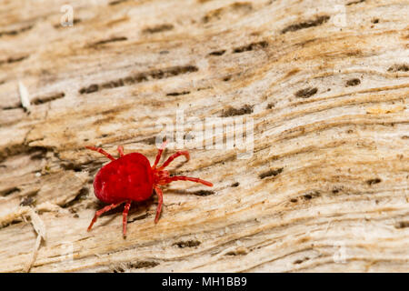 Eine Red Velvet Mite Nahrungssuche für termite swarmers Stockfoto