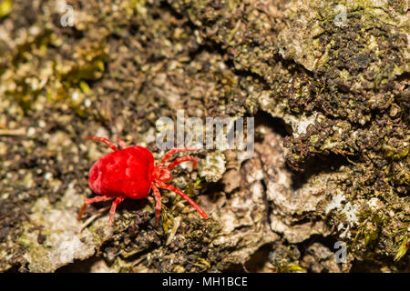 Eine Red Velvet Mite Nahrungssuche für termite swarmers Stockfoto