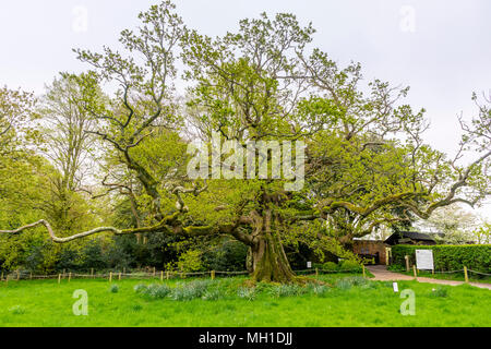 Eine alte große Pedunculate Eiche (Quercus robur) in Hampshire im Frühjahr / Frühjahr, England, Großbritannien Stockfoto