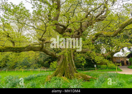 Eine alte Pedunculate oak Tree (Quercus robur) in Hampshire im Frühjahr / Frühling, England, Großbritannien Stockfoto