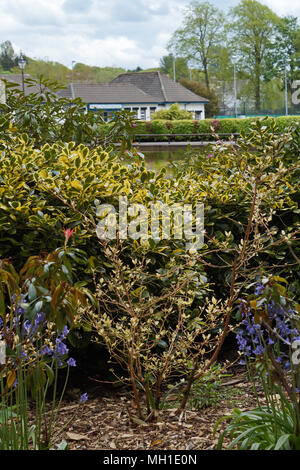 Strathaven Park, John hastie Park, South Lanarkshire an einem sonnigen Tag Stockfoto