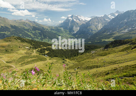 Blick auf die spektakuläre Tal von Grindelwald in der Jungfrau Region der Schweizer Alpen im Sommer Stockfoto