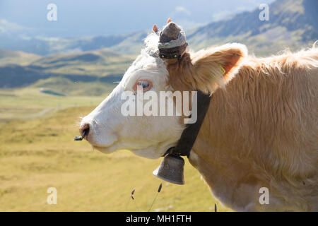 Kuh Beweidung auf die frische grüne Gras in den Schweizer Alpen Stockfoto